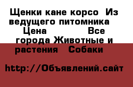 Щенки кане корсо! Из ведущего питомника! › Цена ­ 60 000 - Все города Животные и растения » Собаки   